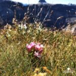 «Muttsee ● Kistenpasshütte ● Panixerpass» vom Linthal ins Sernftal 2 Wandertage mit Rainer von simply.hiking