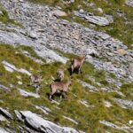 «Muttsee ● Kistenpasshütte ● Panixerpass» vom Linthal ins Sernftal 2 Wandertage mit Rainer von simply.hiking